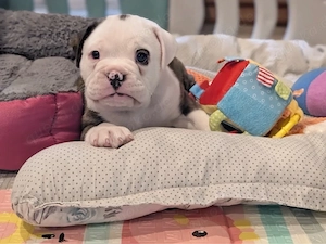 Old English Bulldog Welpe Rude 
