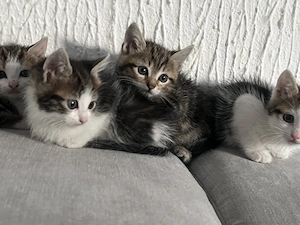 Katzenbabys abzugeben 2Jungs 2 Mädchen 