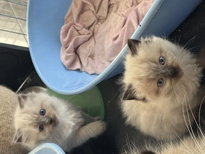 reinrassige Ragdoll Kitten