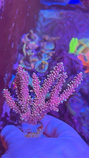 Acropora Natalensis Pink Cadillac