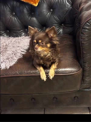 Chihuahua Welpen langhaarig Bild 2