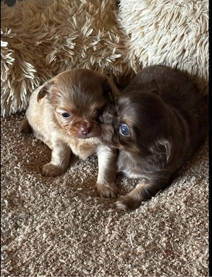 Chihuahua Welpen langhaarig Bild 5