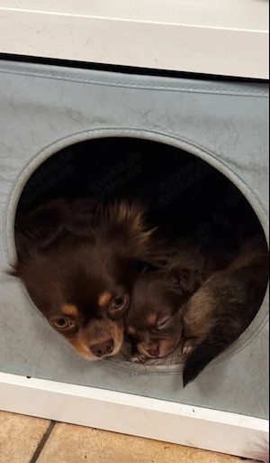 Chihuahua Welpen langhaarig Bild 3