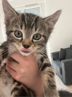 leo und tiyger suchen ein neues liebevolles zuhause  