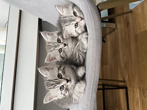 Britisch Kurzhaar kitten 