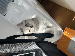 Britisch Kurzhaar kitten  Bild 2