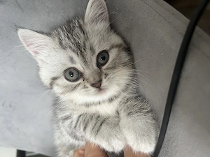 Britisch Kurzhaar kitten  Bild 4