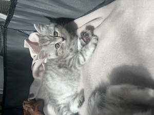 Britisch Kurzhaar kitten  Bild 5