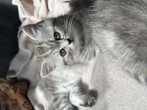 Britisch Kurzhaar kitten  Bild 6