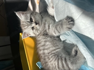Britisch Kurzhaar kitten  Bild 7