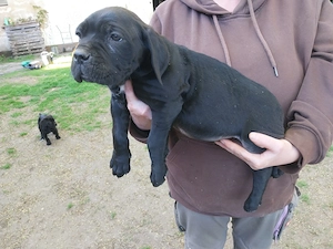 Cane corso mal Bandog 
