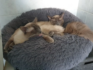   Siamkater  Bild 2