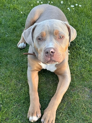 Amerikan Bully Xl
