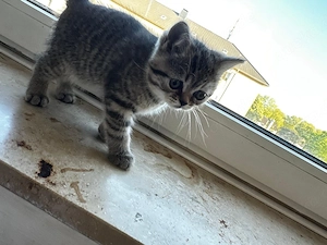 bkh babykatzen 