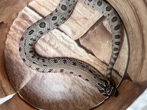 Hakennasennattern ,Yeti ,Arctic albino Conda het Snowburst Bild 4