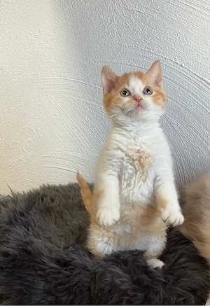 Selkirk Rex Lockenbärchen, ein Katerchen sucht nettte Dosenöffner