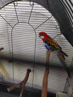 Rosella-Pärchen