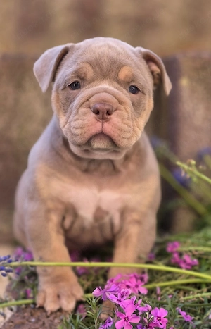 Old english bulldoggen