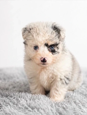 Toy Aussiedoodle   Mini Aussiedoodle