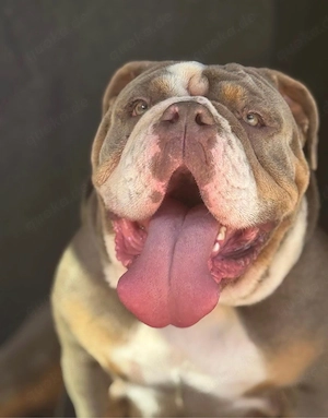 New Englisch Bulldog in Not sucht Zuhause!