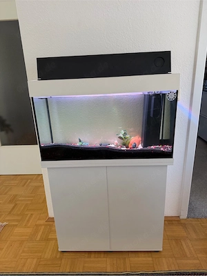 Aquarium komplett zu verkaufen   mit Unterschrank & 4 Fischen Bild 5