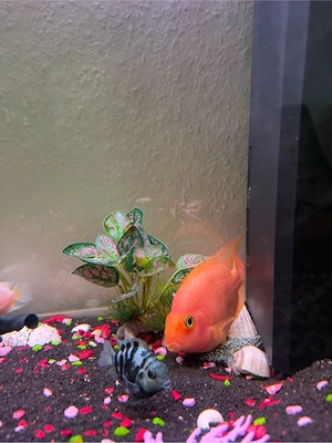 Aquarium komplett zu verkaufen   mit Unterschrank & 4 Fischen Bild 2