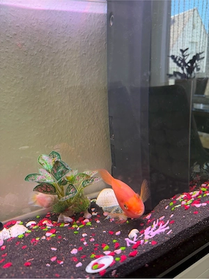 Aquarium komplett zu verkaufen   mit Unterschrank & 4 Fischen Bild 3