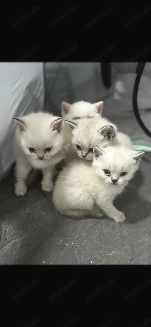 Reinrassige BKH kitten 