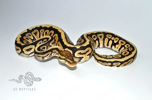 0.1 Special Spotnose 100% DH Genetic stripe Clown, Königspython 