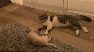 BKH kater 8 Monate