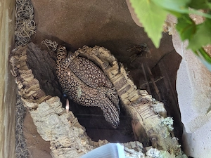 1.1. Stachelschwanzwaran   Varanus acanthurus  Bild 2