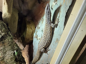 1.1. Stachelschwanzwaran   Varanus acanthurus 