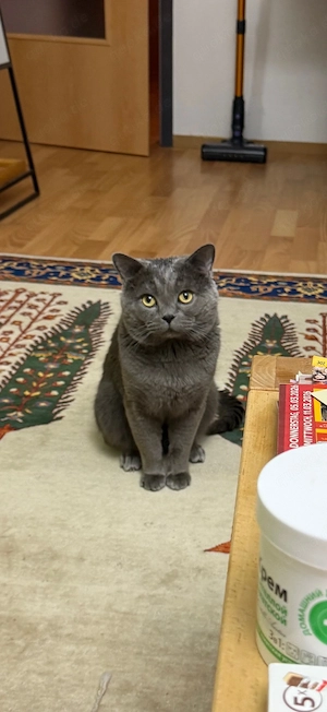 BKH Deckkater! Bild 4