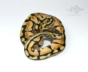 RESERVIERT 0.1 Spotnose Enchi 66% DH Genetic stripe Clown, Königspython  Bild 2