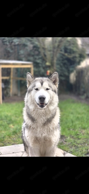 Alaskan Malamute 1  Jahre alt