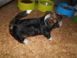 Süsse Havapoo  Maltipoo Welpen (Bolonka ähnlich) Abgabebereit Bild 5