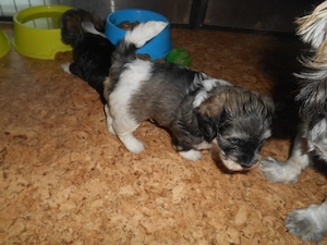 Süsse Havapoo  Maltipoo Welpen (Bolonka ähnlich) Abgabebereit Bild 4