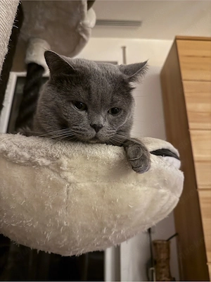 BKH Deckkater! Bild 7
