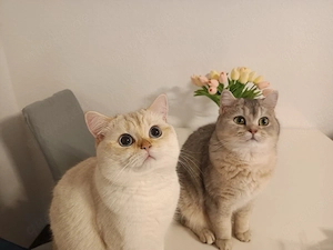 Bkh Kitten