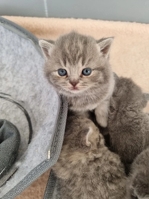 BKH Kitten Tabby männlich