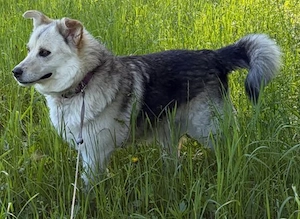  Husky Collie Rüde 5j 55cm 22kg Anfängerhund KINDERLIEB 