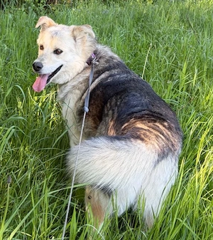  Husky Collie Rüde 5j 55cm 22kg Anfängerhund KINDERLIEB  Bild 9