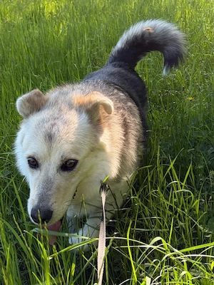  Husky Collie Rüde 5j 55cm 22kg Anfängerhund KINDERLIEB  Bild 8