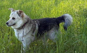  Husky Collie Rüde 5j 55cm 22kg Anfängerhund KINDERLIEB  Bild 7