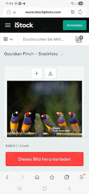 Gouldamadinen 
