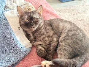 nikki 5 jahre bkh such ein zuhause aber nur als einzelhaltung 