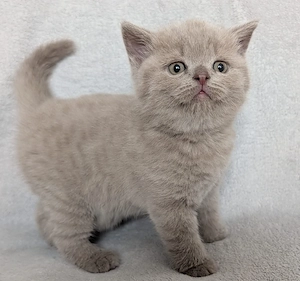 BKH Kitten Mix zu verkaufen 