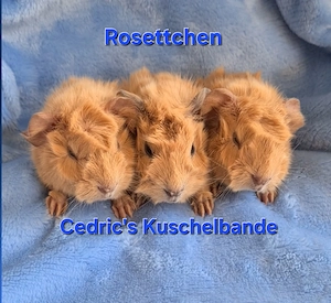 Süße Meerschweinchen 