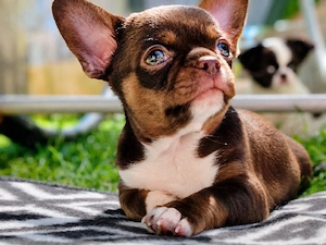 *Kräftiger schoko kh. Chihuahua Rüde Welpe ist noch frei mit Ahnentafel*