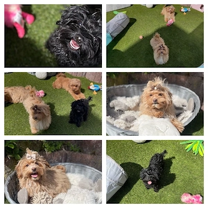 Exklusive Mini Maltipoo Welpen aus traumhafter Verpaarung kleiner, wunderschöner Eltern.